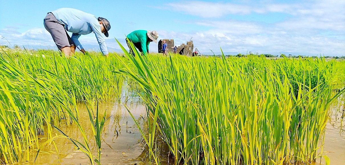 Riisinviljely on merkittävässä rooli ihmisten hyvinvoinnissa